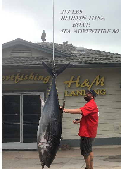 biggest bluefin tuna